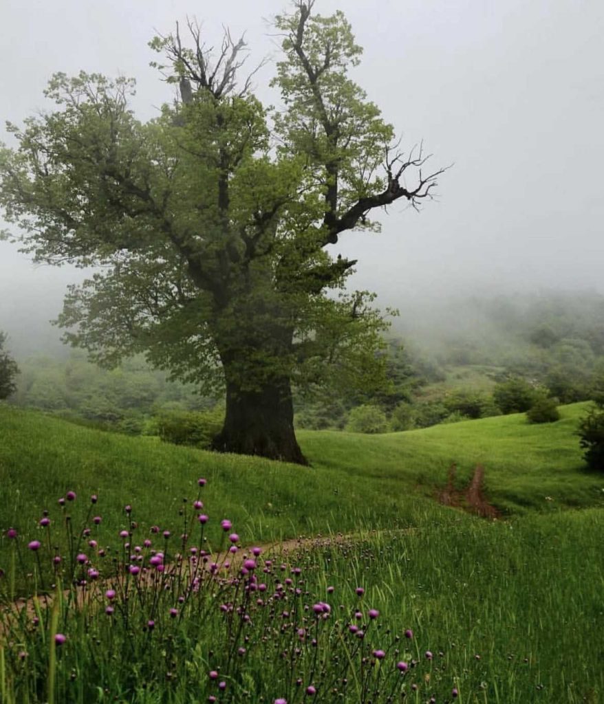 هتل کابن - تور سی دشت